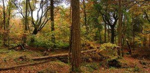 http://www.flickr.com/photos/rowanofravara/1863721341/