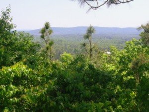 Georgia Tree Lined Mountains