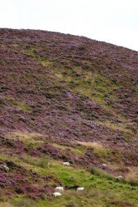 Heather carpeted mountain