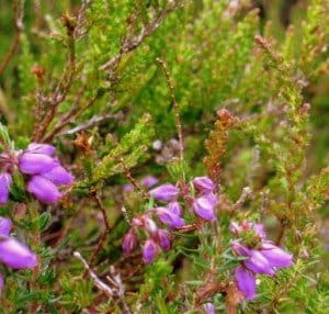 Not very barefoot-friendly, prickly, heather leaves