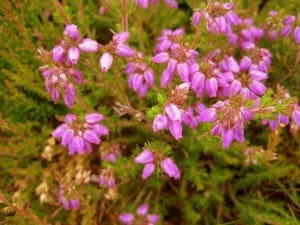 Irish Heather