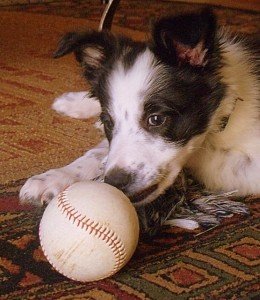 Border Collie puppy with ball