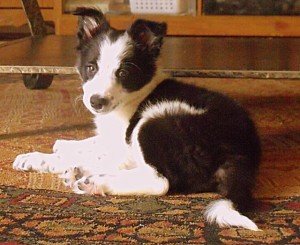 Border Collie Puppy