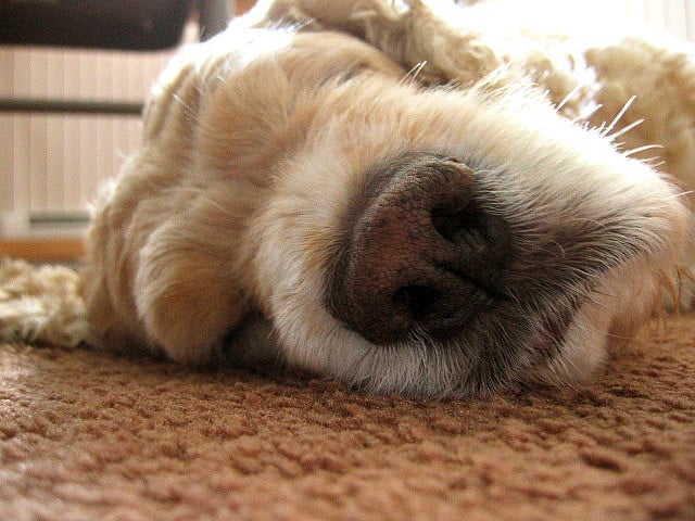 Sleeping Dog A close up of a dog lying on the ground