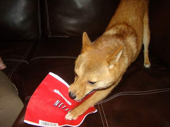 Dog Ripping a Netflix Envelope | Irish American Mom Dog Ripping a Netflix Envelope