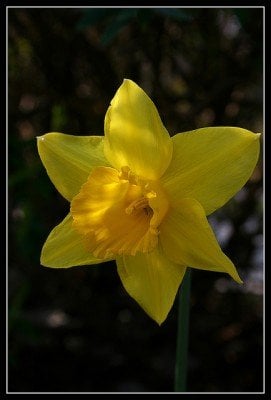 Single daffodil | Irish American Mom A close up of a yellow flower