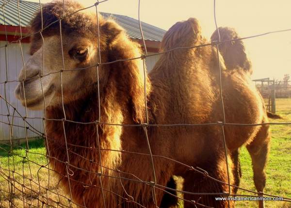 Camel at Henry's Ark