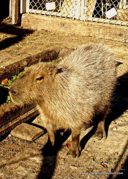 Capibara at Henry's Ark