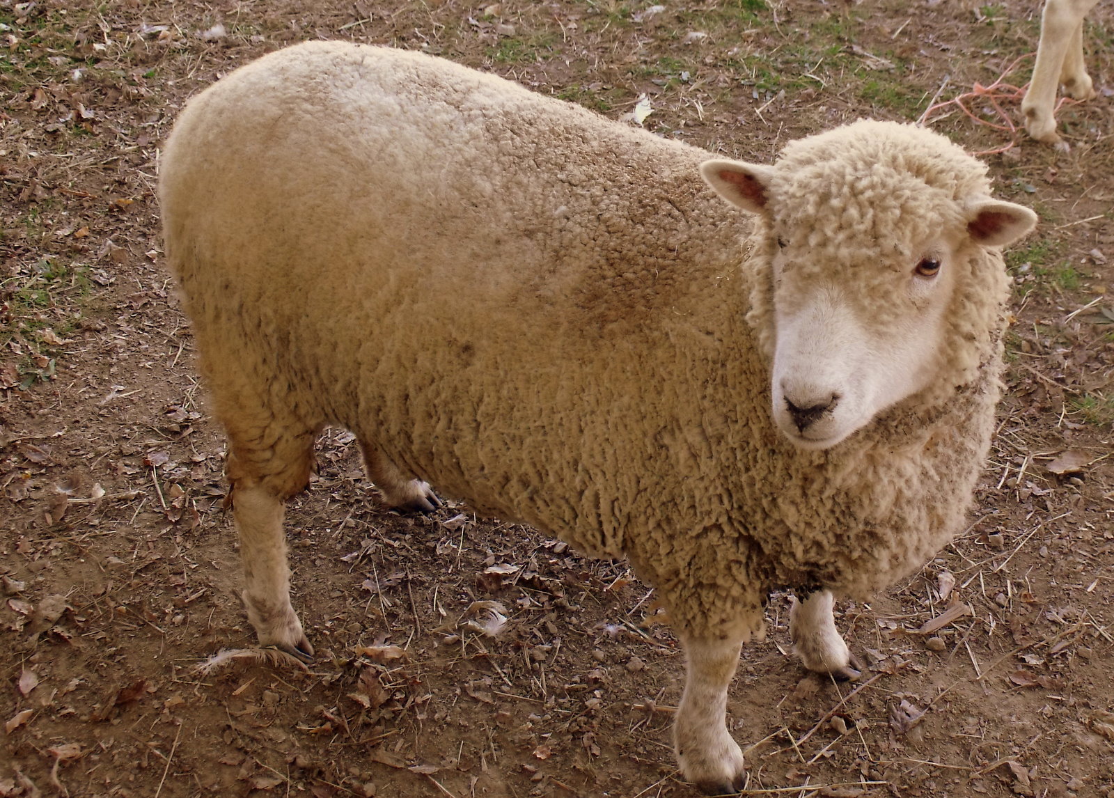 Kentucky sheep Irish American Mom