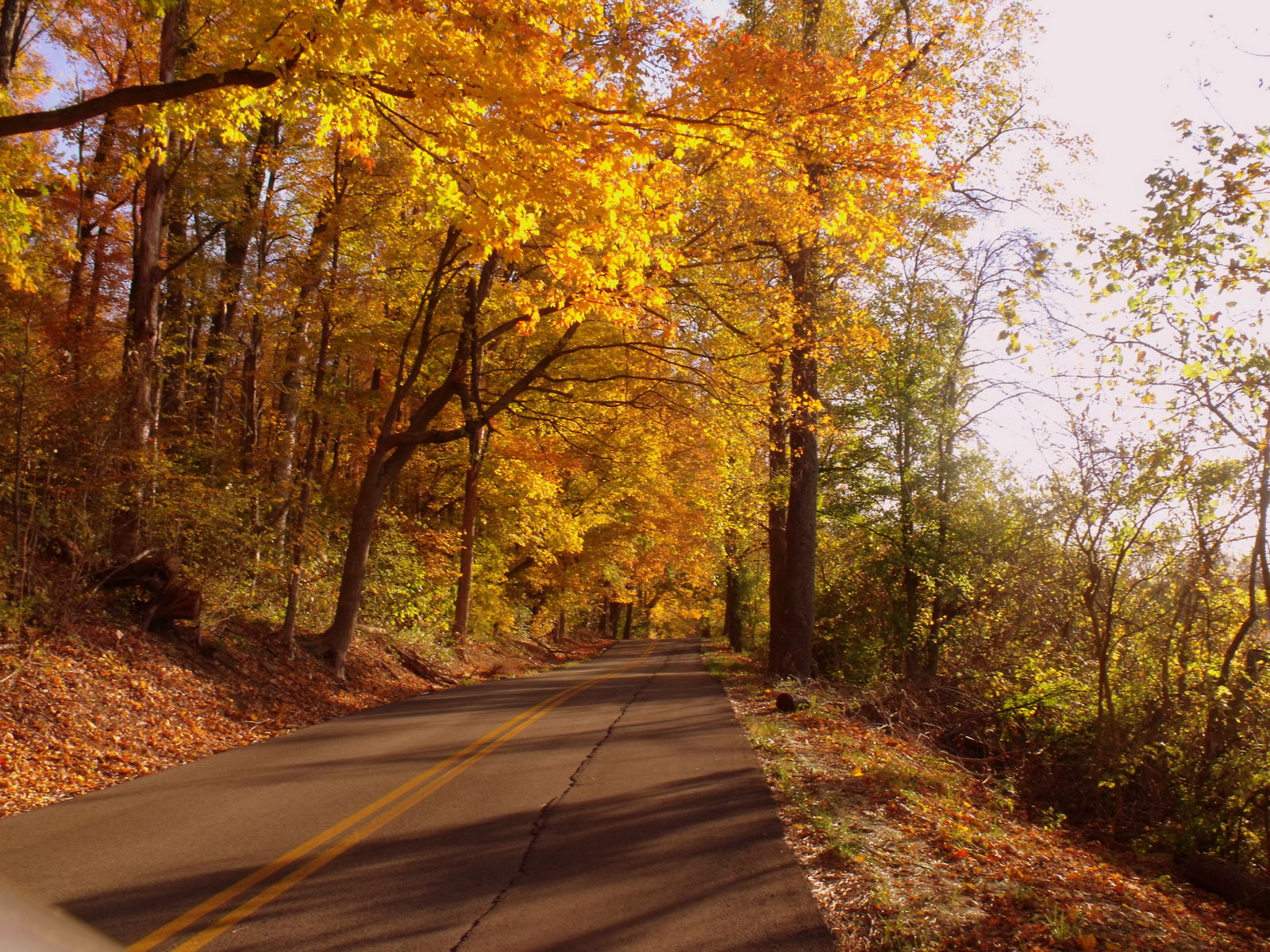 Kentucky Country Road in Fall Irish American Mom