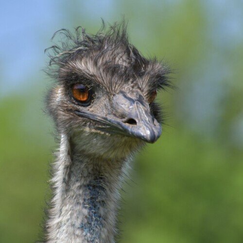 Head shot of an emu