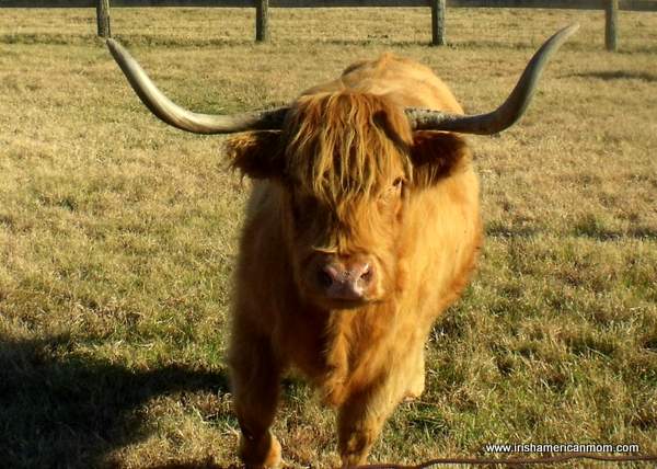 A large brown cow standing on top of a grass covered field