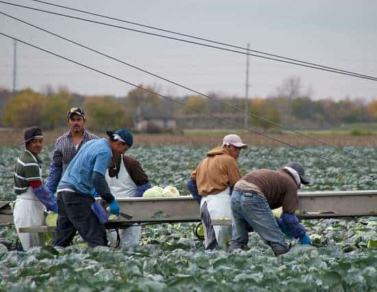 Migrant Workers Harvesting Crops