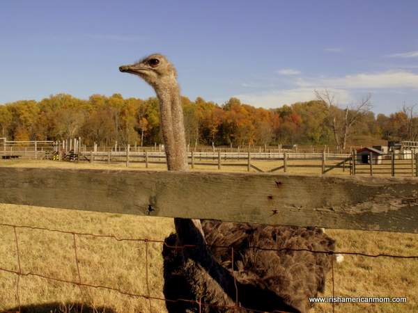 Ostrich at Henry's Ark