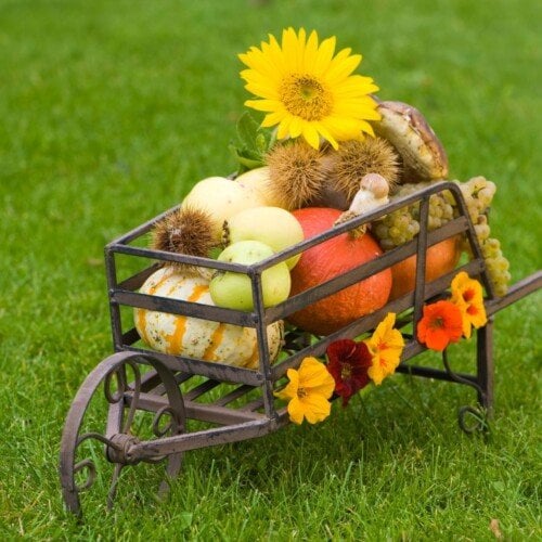Fall fruits and produce in a metal wheelbarrow in a field of grass