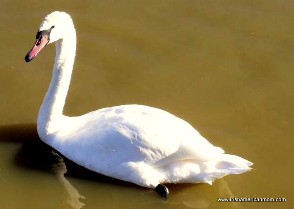 White swan at Henry's Ark, Kentucky