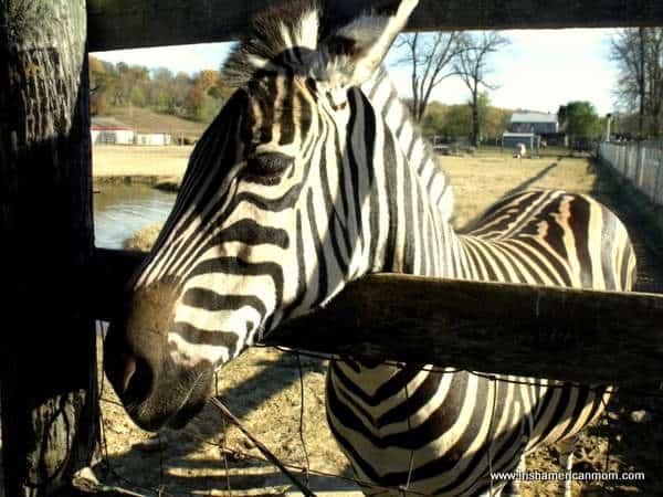 Zebra at Henry's Ark