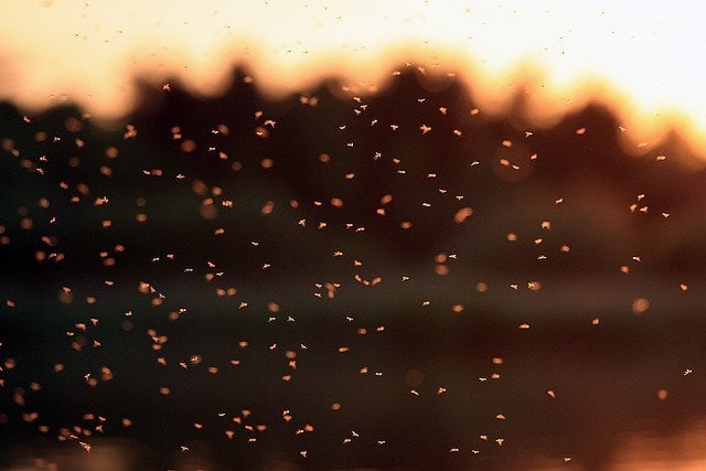 Midges in the air at twilight
