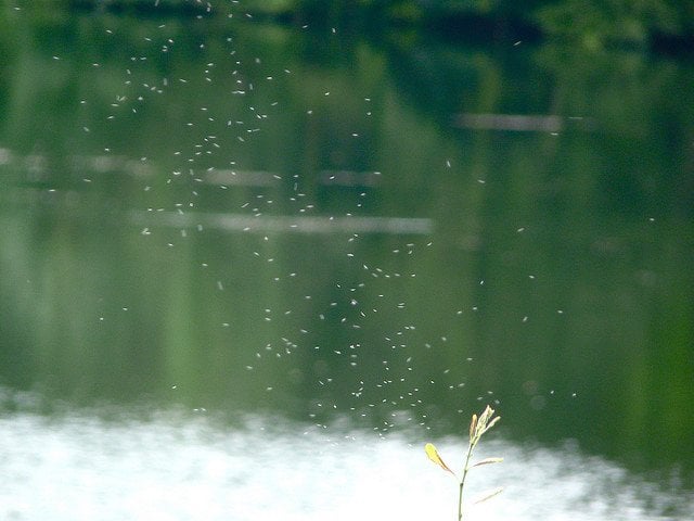 A swarm of midges over still water