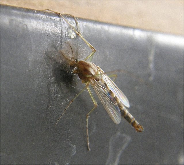 Close up view of a midge