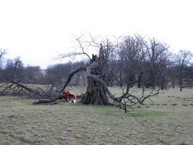 Fallen tree in a field