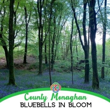 Bluebells in a forest with text banner