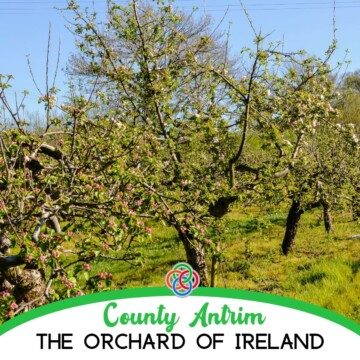 Apple tree in blossom with text banner
