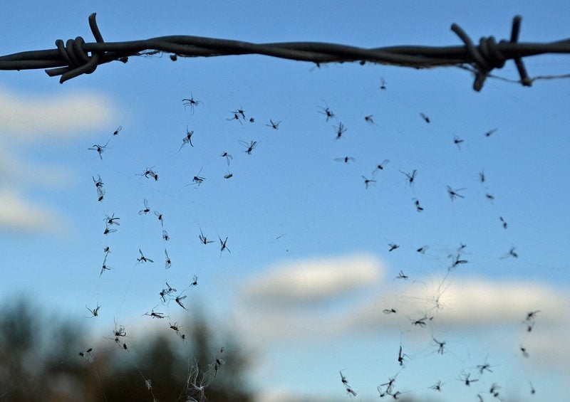Midges caught in a spider's web