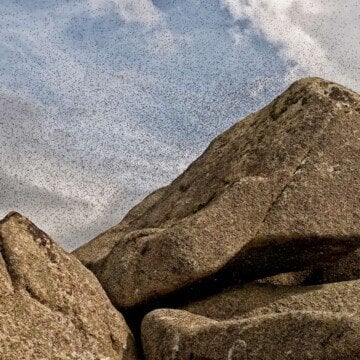 Midge insects flying above a rock