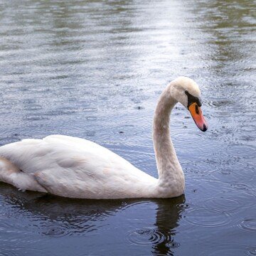 A swan swimming in water as it rains