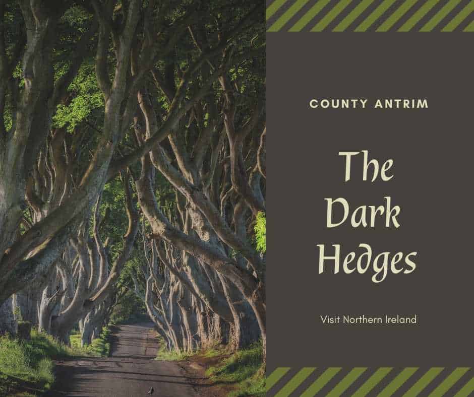 The Dark Hedges of County Antrim | Irish American Mom Graphic showing the Dark Hedges an entangled row of beech trees in Northern Ireland