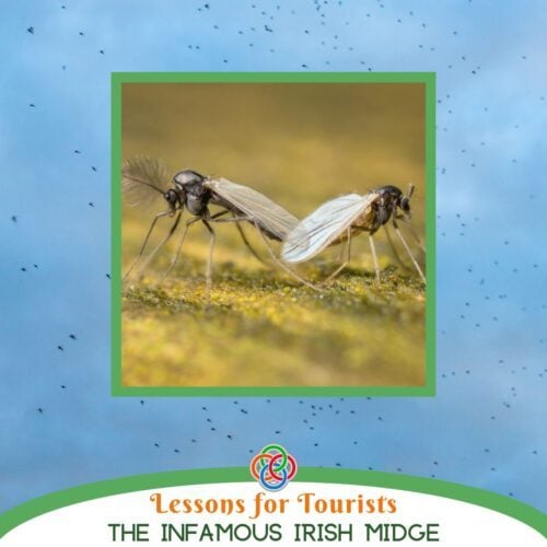 The Infamous Irish Midge | Irish American Mom Two midges superimposed on an image of a swarm of midges with a text banner