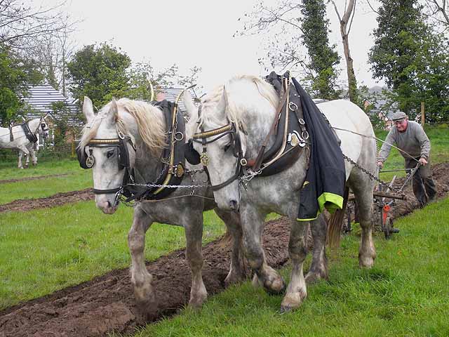 Contest for horse drawn ploughing in Ireland