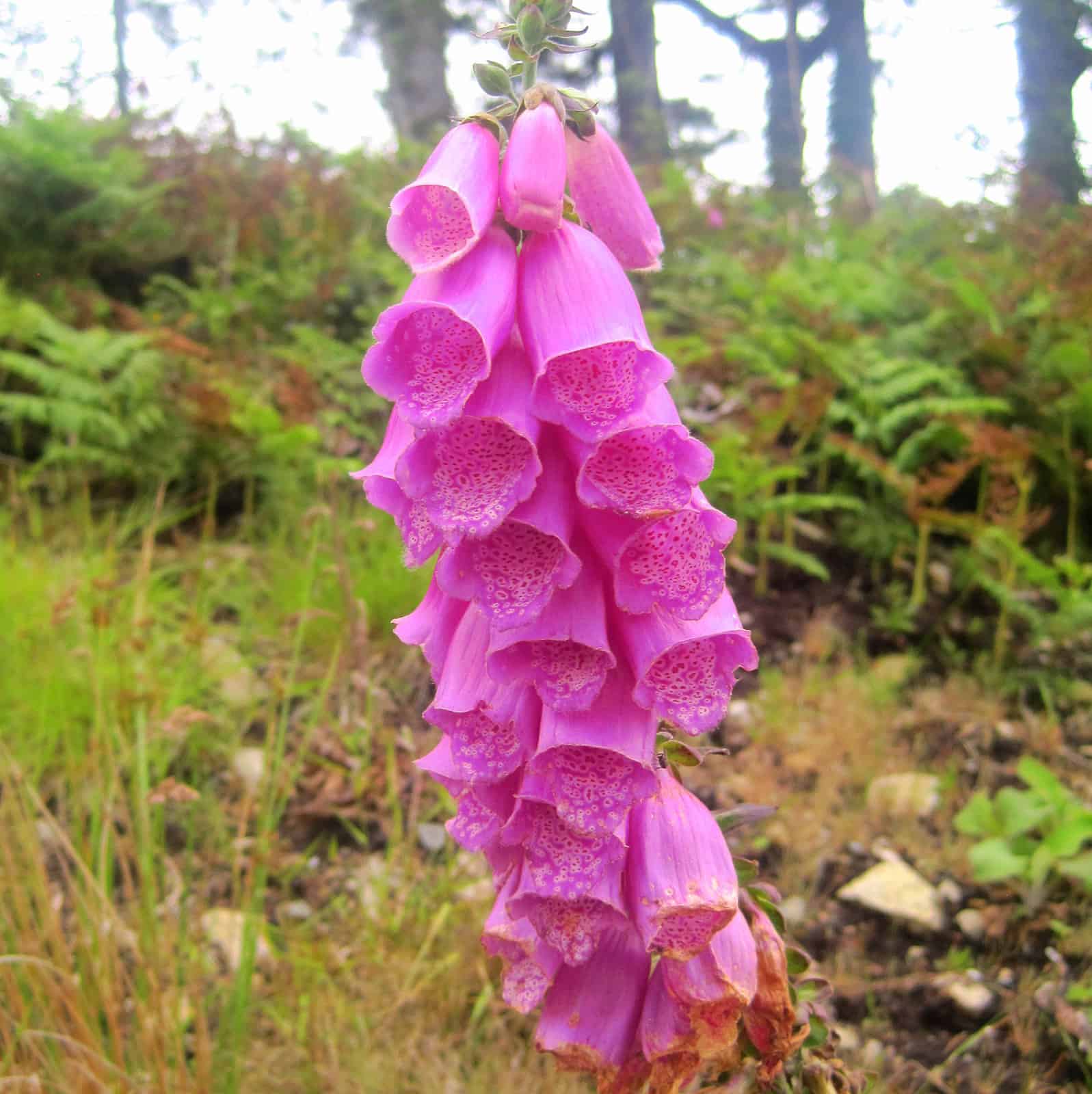 An Irish foxglove in a hedgerow