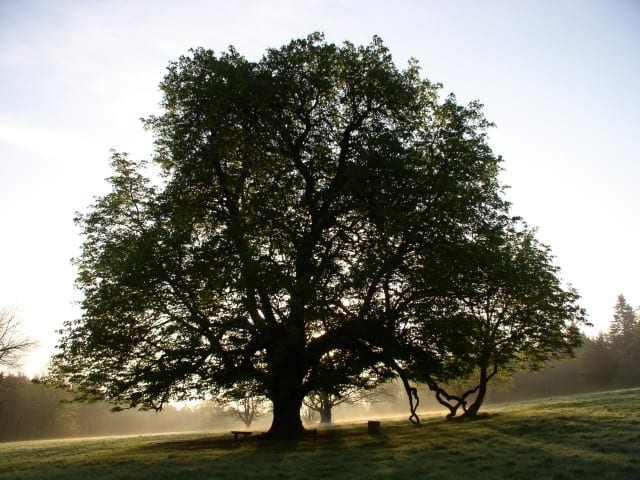 Tree in Dun na Rí Forest Park, near Kingscourt County Cavan | Irish American Mom http://www.geograph.org.uk/photo/995732