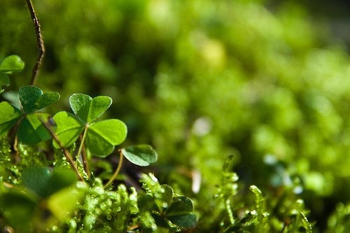 Shamrock Shamrock growing