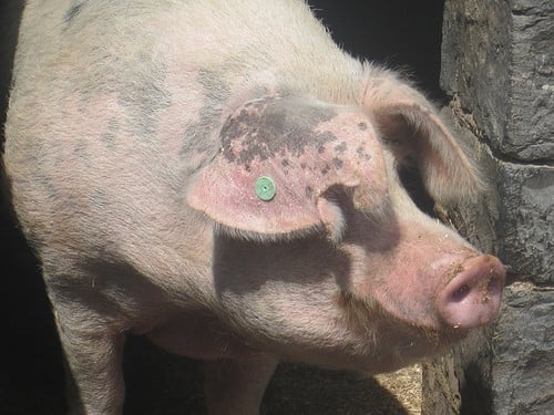 An Irish Pig A large Irish pig looks out from his sty