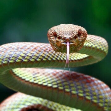 A winding snake looking at the camera with his tongue s