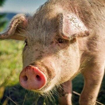 A pig's face and snout as he stands in a field
