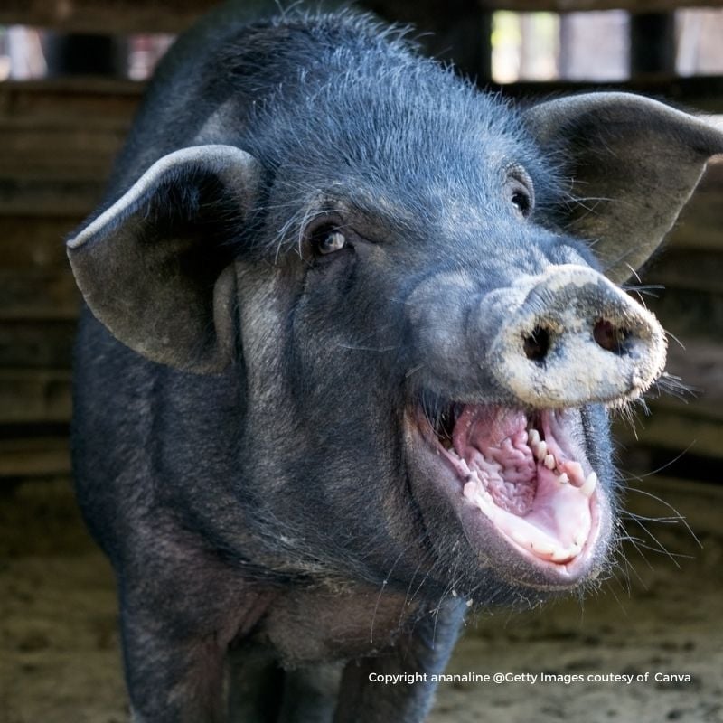 A smiling black pig | Irish American Mom A black pig with open mouth