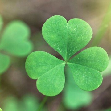 A three leafed green shamrock with other shamrocks in the background