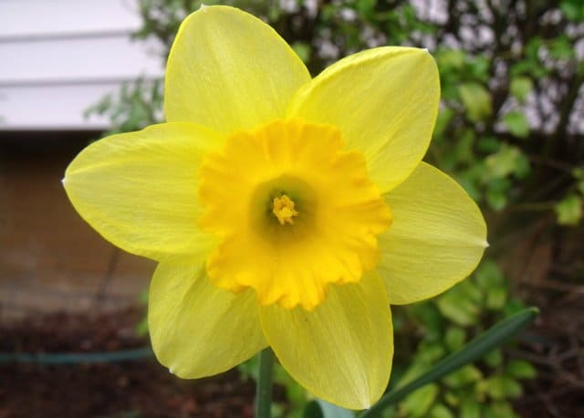A close up of a daffodil flower