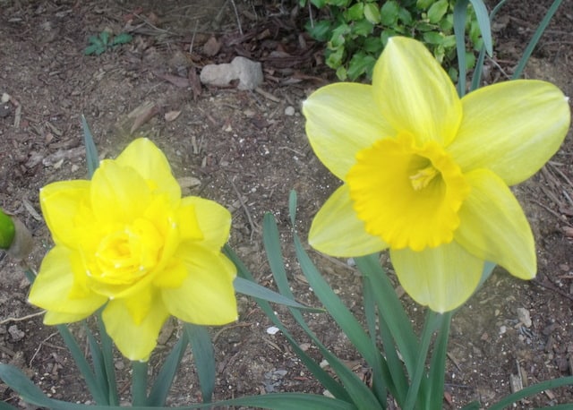 Daffodil beside a daffodil like flower with a central cluster of petals
