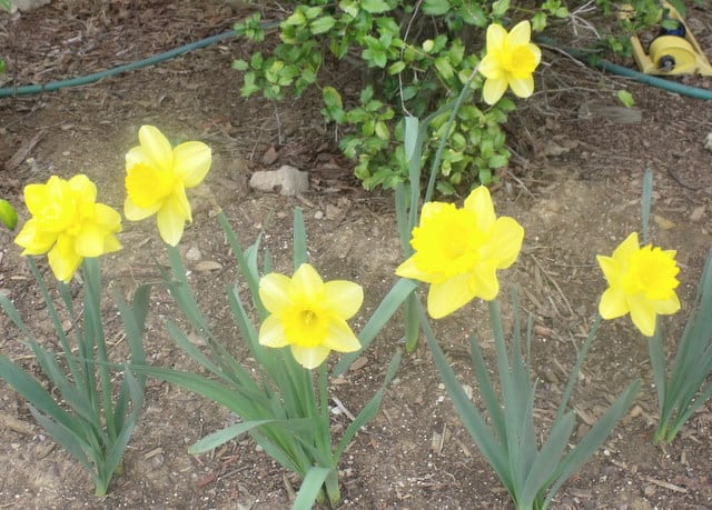 A close up of a flower garden