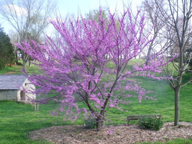 A tree with pink flowers in a field