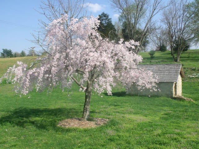 A cherry blossom in bloom