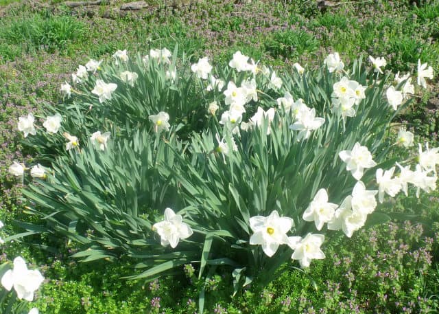 A close up of a flower garden