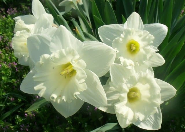 A close up of a flower