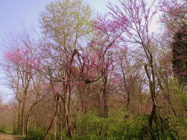 Purple hues on budding trees in spring