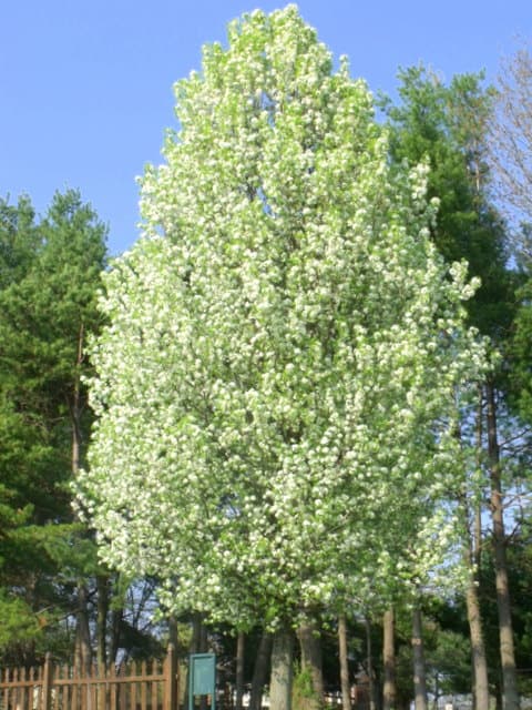 A tree with white blossoms